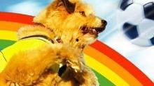 足坛神犬 在线观看,传奇犬只的足球传奇之旅  第2张